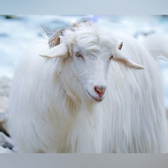 Cashmere Pashmina Rich Raspberry Pink Jacquard Scarf Wrap Light Green Tassels - Picture 2 of 14